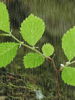 leaves in the rain