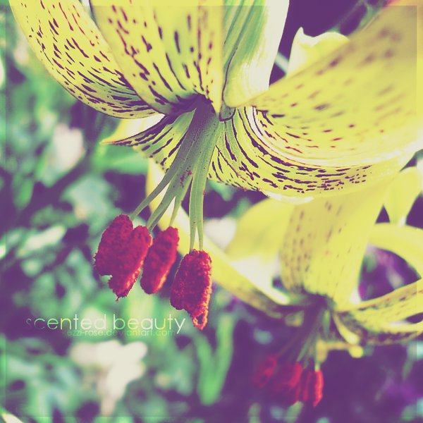 scented beauty