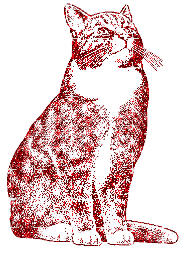 gatto