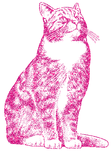 gatto