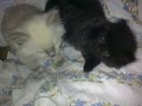 KITTYS