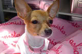 LITTLE DOG