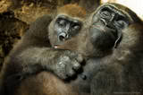 Gorilla and Baby