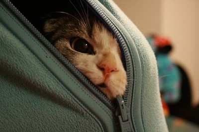 cute cat