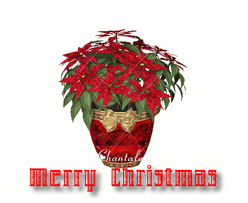 Poinsettia