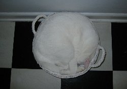 kitty in a bowl