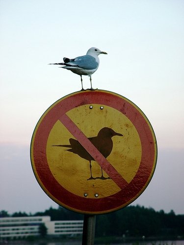 bird