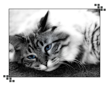 Cat with blue eyes