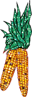 Indian corn