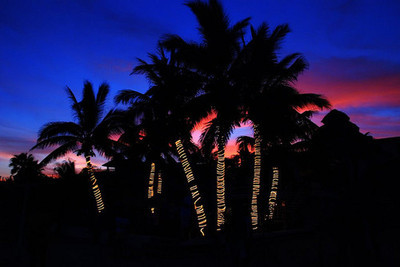 palm spring