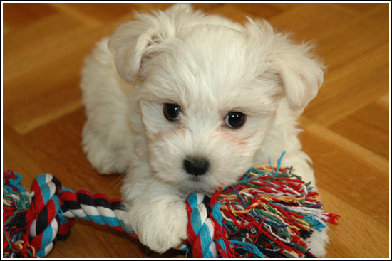 I love my dog Remi.