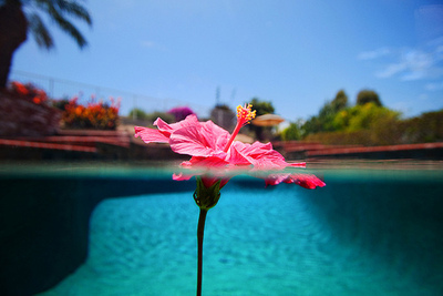 flower
