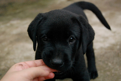 puppy