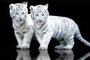 white tigers