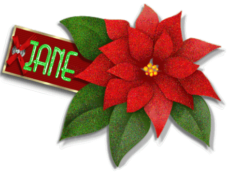 Poinsettia - Jane