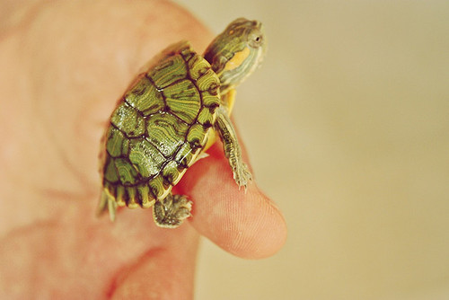 turtle
