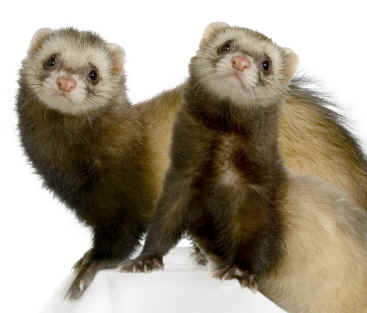 Ferrets