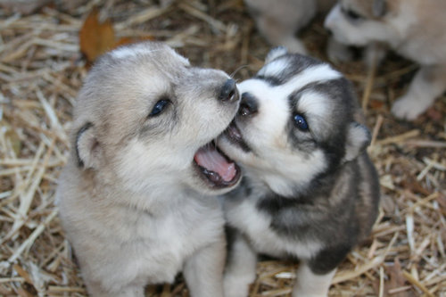 cuties
