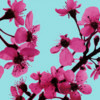 Hot pink cherry blossoms