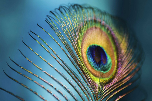 peacock