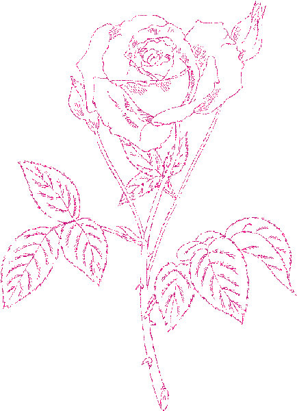 rosa
