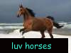horses rock