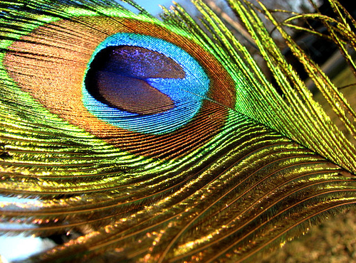 peacock