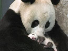 mama panda and baby