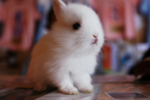 bunny