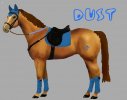 Dust the horse