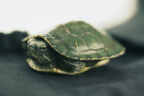 turtle