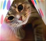 cute kitten playing in bag
