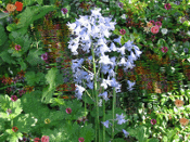 FLORAL RIVER