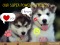 HUSKY LOVE