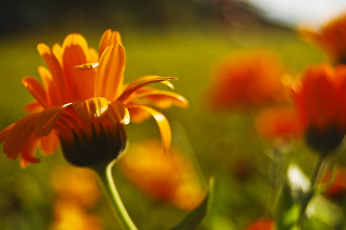 flowers