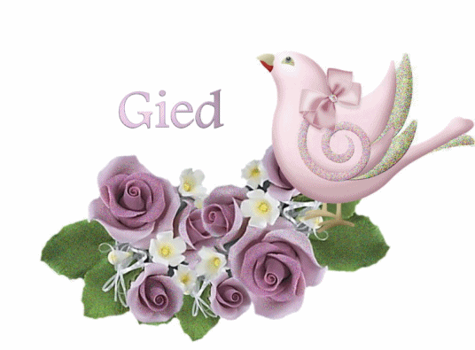 Gied