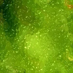 green ooze wallpaper