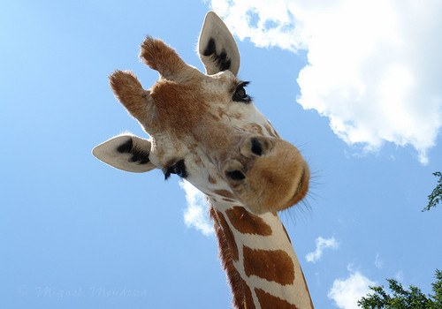 giraffe