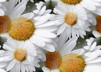 seamless glitter white sun flowers spring background