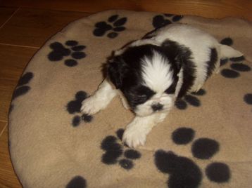 Shih tzu puppy