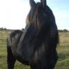 Big black Prince