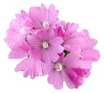 pink flower