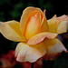 i love rose