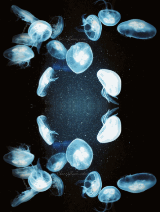 Jelly Fish Background