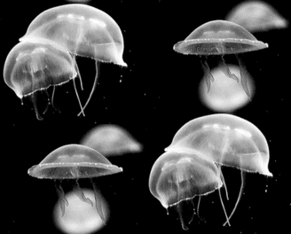 Jelly Fish Background