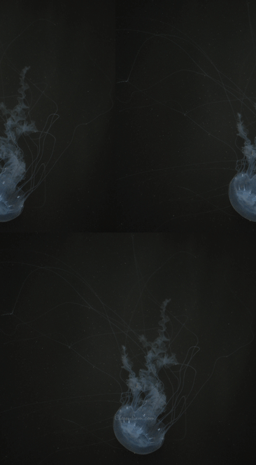 Jelly Fish Background