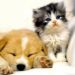 Best Friends