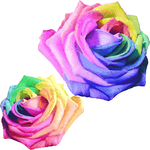 Colorful Roses