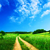 Summer Field
