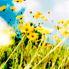 Yellow Flowers